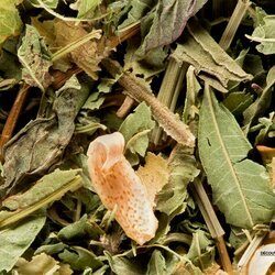 Tisane Douce nuit �toil�e - Le Caf�ier